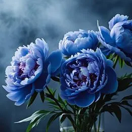Peonies