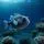 Pufferfish
