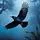 Raven
