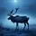 Reindeer