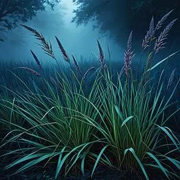 Ripe Sedge