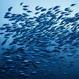 School of Fish