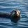 Sea Otter