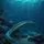 Serpent-like Eel