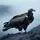 Tempestuous Vulture