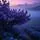 Twilight Lilac