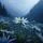Veiled Edelweiss