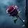 Withered Rose